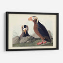 Pl 249 Auk Tufted - John James Audubon | Cuadro decorativo de Canvas Lab