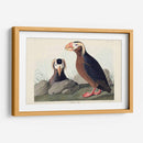 Pl 249 Auk Tufted - John James Audubon | Cuadro decorativo de Canvas Lab
