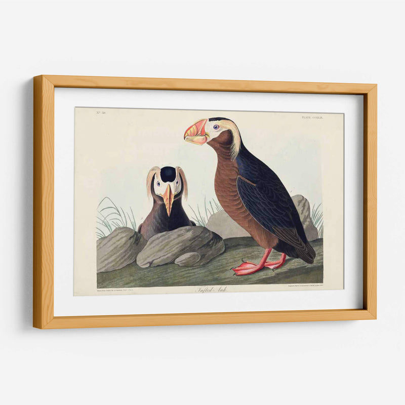 Pl 249 Auk Tufted - John James Audubon | Cuadro decorativo de Canvas Lab