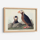 Pl 249 Auk Tufted - John James Audubon | Cuadro decorativo de Canvas Lab