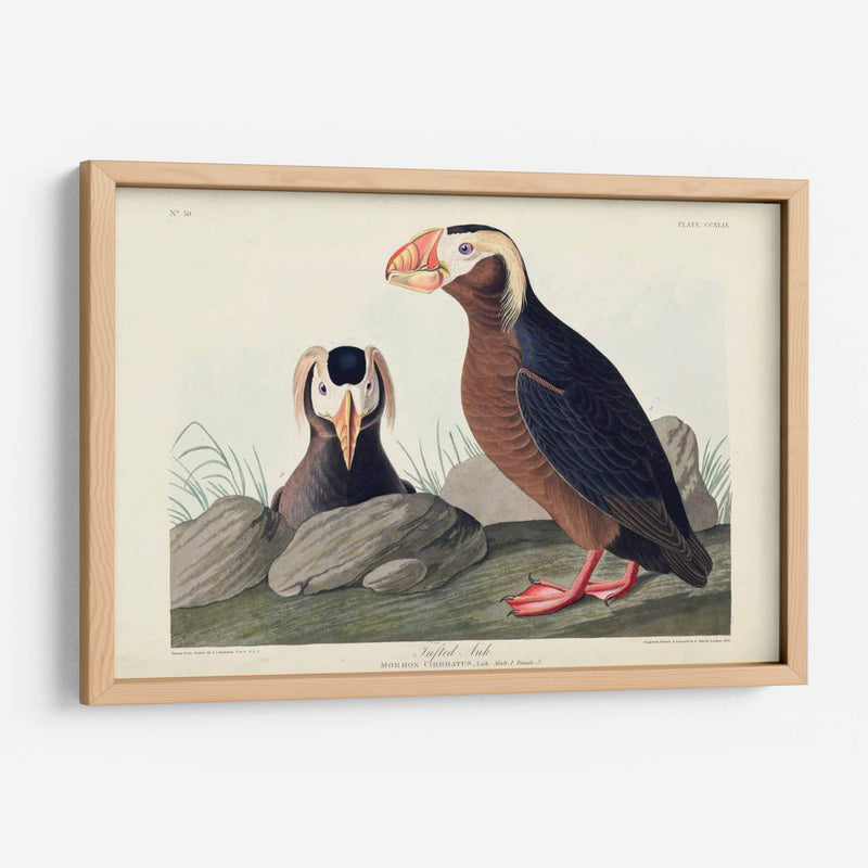 Pl 249 Auk Tufted - John James Audubon | Cuadro decorativo de Canvas Lab