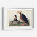 Pl 249 Auk Tufted - John James Audubon | Cuadro decorativo de Canvas Lab
