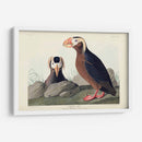 Pl 249 Auk Tufted - John James Audubon | Cuadro decorativo de Canvas Lab