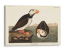Pl 293 Frailecillo De Pico Grande - John James Audubon | Cuadro decorativo de Canvas Lab