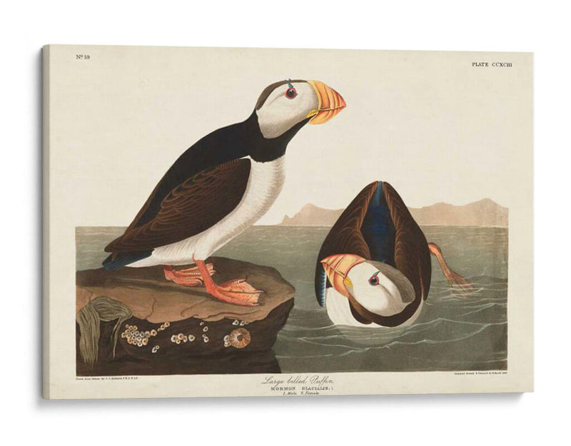 Pl 293 Frailecillo De Pico Grande - John James Audubon | Cuadro decorativo de Canvas Lab