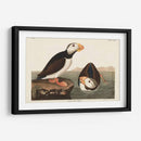 Pl 293 Frailecillo De Pico Grande - John James Audubon | Cuadro decorativo de Canvas Lab