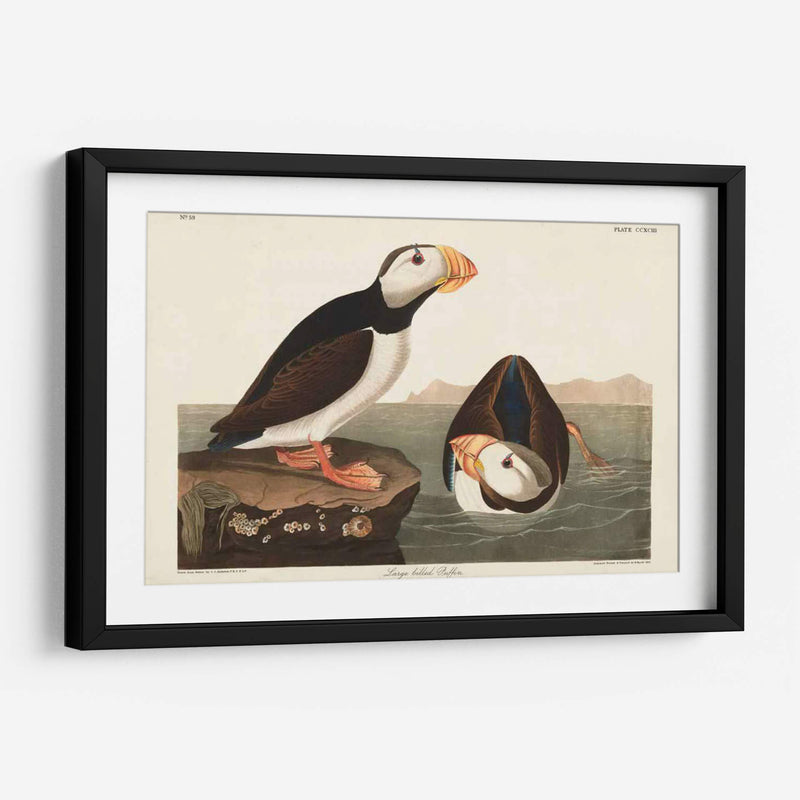 Pl 293 Frailecillo De Pico Grande - John James Audubon | Cuadro decorativo de Canvas Lab