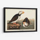 Pl 293 Frailecillo De Pico Grande - John James Audubon | Cuadro decorativo de Canvas Lab