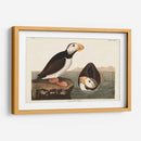 Pl 293 Frailecillo De Pico Grande - John James Audubon | Cuadro decorativo de Canvas Lab