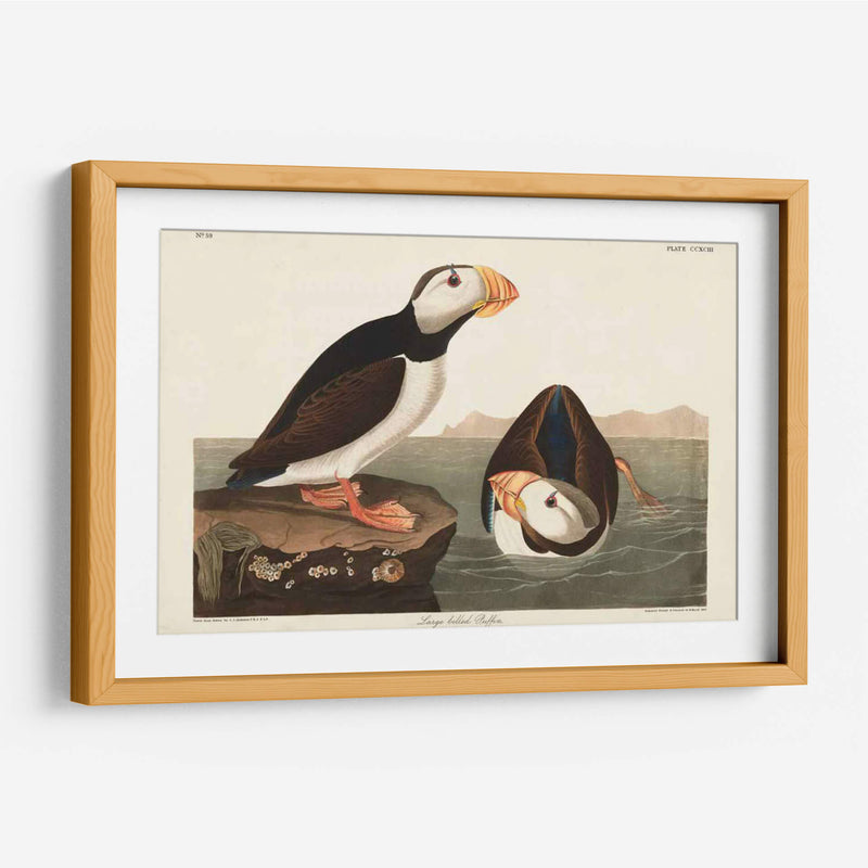 Pl 293 Frailecillo De Pico Grande - John James Audubon | Cuadro decorativo de Canvas Lab
