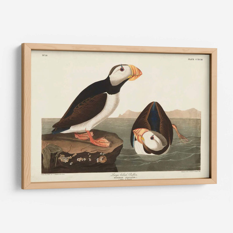 Pl 293 Frailecillo De Pico Grande - John James Audubon | Cuadro decorativo de Canvas Lab