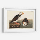 Pl 293 Frailecillo De Pico Grande - John James Audubon | Cuadro decorativo de Canvas Lab