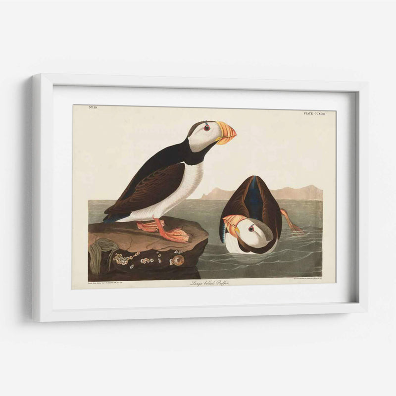 Pl 293 Frailecillo De Pico Grande - John James Audubon | Cuadro decorativo de Canvas Lab