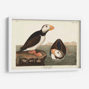 Pl 293 Frailecillo De Pico Grande - John James Audubon | Cuadro decorativo de Canvas Lab