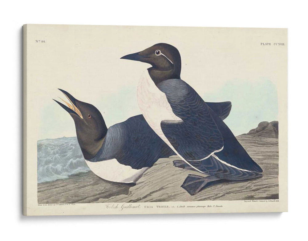 Pl 218 Tonto Guillemot - John James Audubon | Cuadro decorativo de Canvas Lab