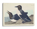 Pl 218 Tonto Guillemot - John James Audubon | Cuadro decorativo de Canvas Lab