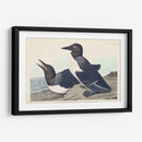Pl 218 Tonto Guillemot - John James Audubon | Cuadro decorativo de Canvas Lab