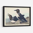 Pl 218 Tonto Guillemot - John James Audubon | Cuadro decorativo de Canvas Lab