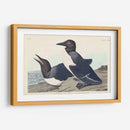 Pl 218 Tonto Guillemot - John James Audubon | Cuadro decorativo de Canvas Lab