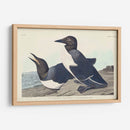 Pl 218 Tonto Guillemot - John James Audubon | Cuadro decorativo de Canvas Lab