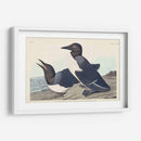 Pl 218 Tonto Guillemot - John James Audubon | Cuadro decorativo de Canvas Lab