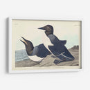 Pl 218 Tonto Guillemot - John James Audubon | Cuadro decorativo de Canvas Lab