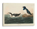 Pl 339 Pequeño Auk - John James Audubon | Cuadro decorativo de Canvas Lab