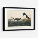 Pl 339 Pequeño Auk - John James Audubon | Cuadro decorativo de Canvas Lab