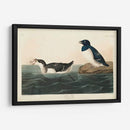 Pl 339 Pequeño Auk - John James Audubon | Cuadro decorativo de Canvas Lab