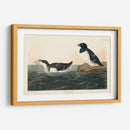 Pl 339 Pequeño Auk - John James Audubon | Cuadro decorativo de Canvas Lab