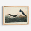 Pl 339 Pequeño Auk - John James Audubon | Cuadro decorativo de Canvas Lab