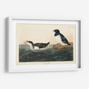 Pl 339 Pequeño Auk - John James Audubon | Cuadro decorativo de Canvas Lab