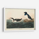 Pl 339 Pequeño Auk - John James Audubon | Cuadro decorativo de Canvas Lab
