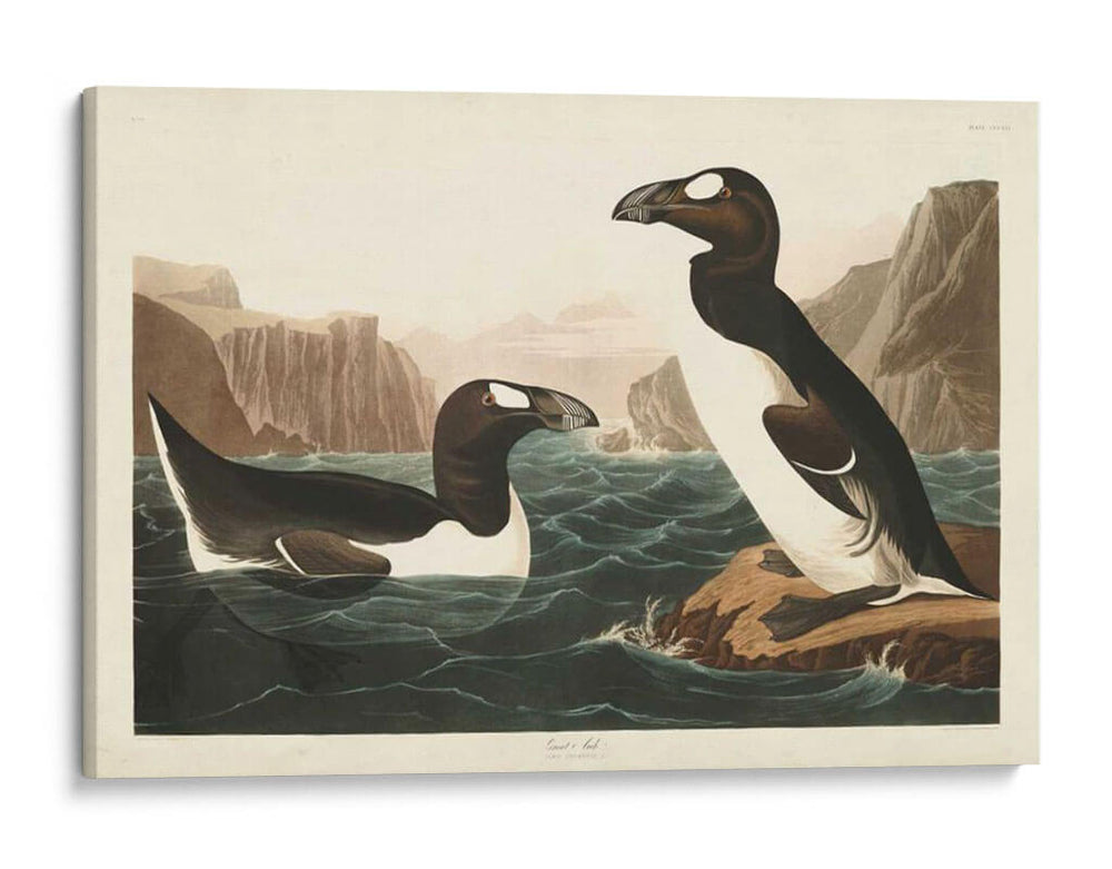 Pl 341 Gran Auk - John James Audubon | Cuadro decorativo de Canvas Lab