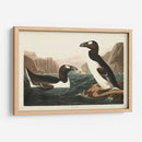 Pl 341 Gran Auk - John James Audubon | Cuadro decorativo de Canvas Lab