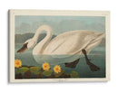 Pl 411 Common American Swan - John James Audubon | Cuadro decorativo de Canvas Lab