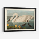 Pl 411 Common American Swan - John James Audubon | Cuadro decorativo de Canvas Lab