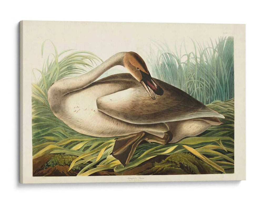 Pl 376 Trompetista Cisne - John James Audubon | Cuadro decorativo de Canvas Lab