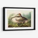 Pl 376 Trompetista Cisne - John James Audubon | Cuadro decorativo de Canvas Lab