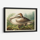 Pl 376 Trompetista Cisne - John James Audubon | Cuadro decorativo de Canvas Lab