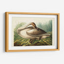 Pl 376 Trompetista Cisne - John James Audubon | Cuadro decorativo de Canvas Lab