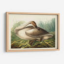 Pl 376 Trompetista Cisne - John James Audubon | Cuadro decorativo de Canvas Lab