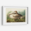 Pl 376 Trompetista Cisne - John James Audubon | Cuadro decorativo de Canvas Lab