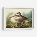Pl 376 Trompetista Cisne - John James Audubon | Cuadro decorativo de Canvas Lab