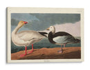 Pl 381 Nieve Ganso - John James Audubon | Cuadro decorativo de Canvas Lab