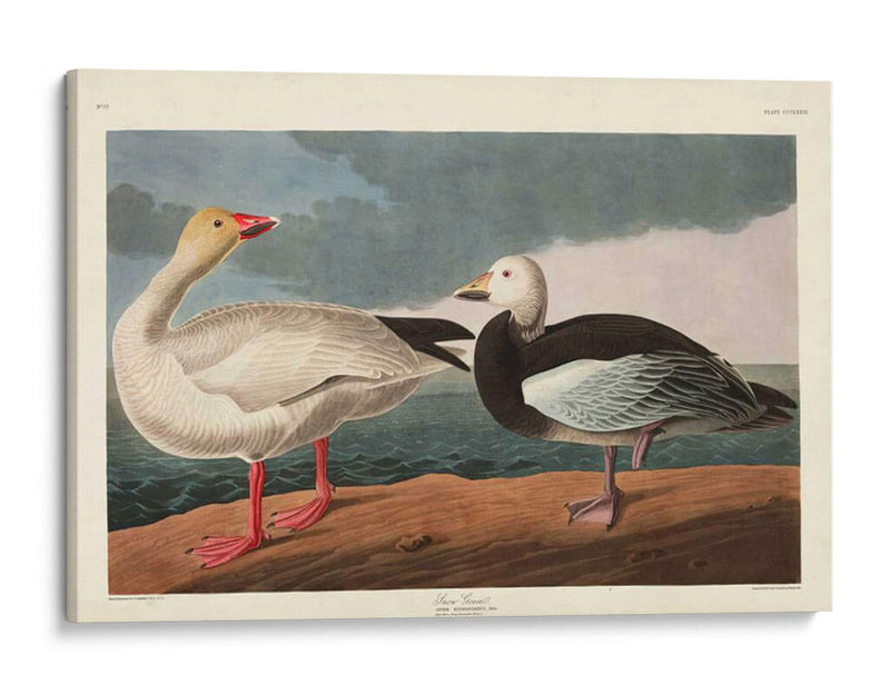 Pl 381 Nieve Ganso - John James Audubon | Cuadro decorativo de Canvas Lab