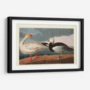 Pl 381 Nieve Ganso - John James Audubon | Cuadro decorativo de Canvas Lab