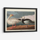 Pl 381 Nieve Ganso - John James Audubon | Cuadro decorativo de Canvas Lab