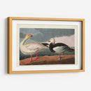 Pl 381 Nieve Ganso - John James Audubon | Cuadro decorativo de Canvas Lab