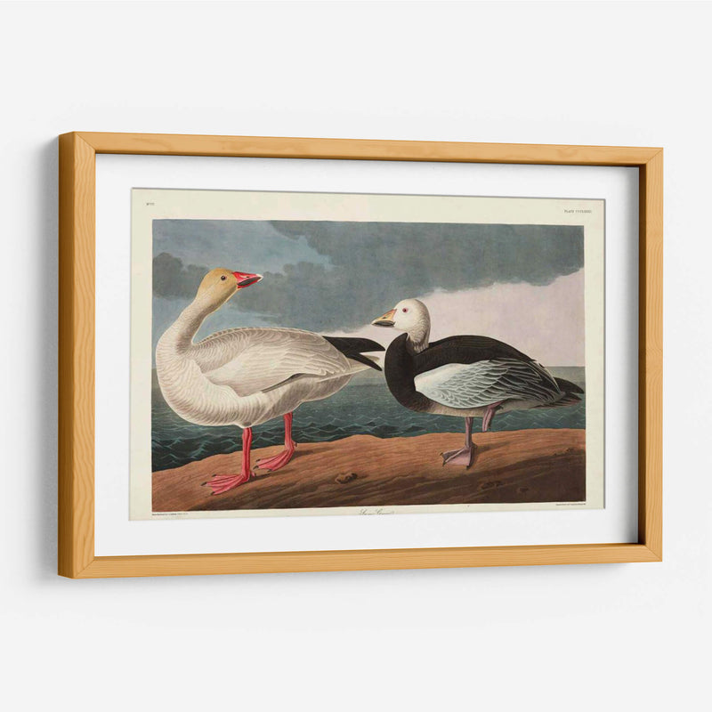 Pl 381 Nieve Ganso - John James Audubon | Cuadro decorativo de Canvas Lab